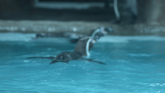 在游泳池里游泳的金发企鹅视频