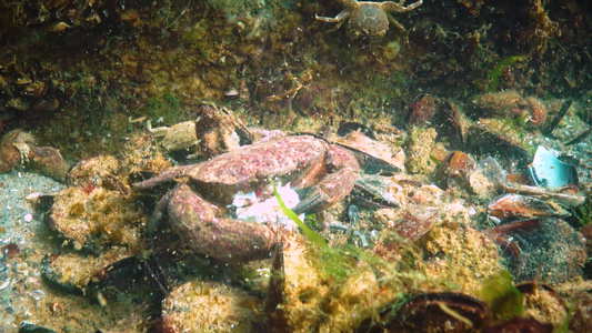 美洲豹圆蟹xanthoporessa黑海动物视频