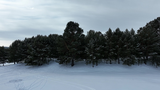 初冬雪后绿色树林雪景视频