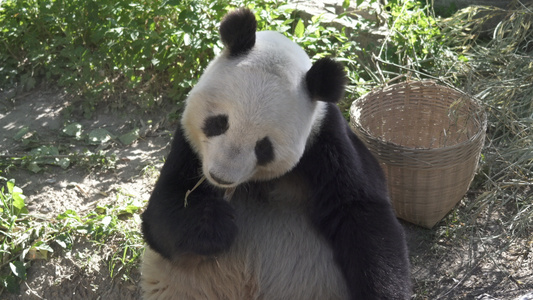 国家一级保护动物熊猫视频