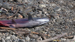 捕猎者在岸上捕获的石头被猛打而野生红鲑鱼则被偷猎者8秒视频
