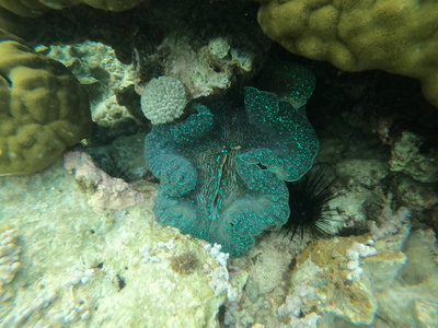 海里五颜六色的鱼视频