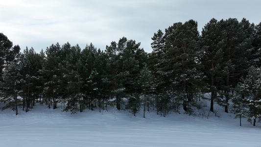 初冬雪后绿色树林雪景视频