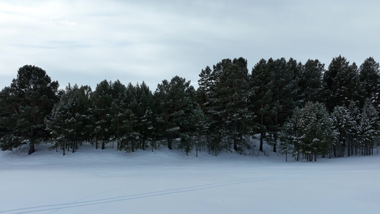 初冬雪后绿色树林雪景视频