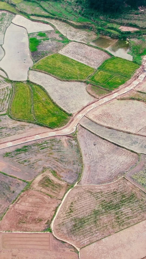 俯拍乡村种植农田农作物25秒视频