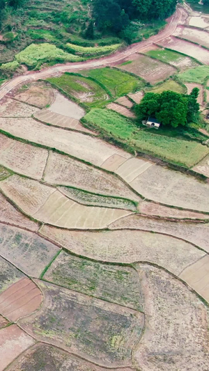 俯拍乡村种植农田农作物25秒视频