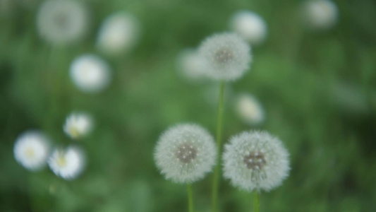 花朵中的花绒2视频