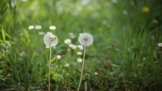 花朵中的花朵视频