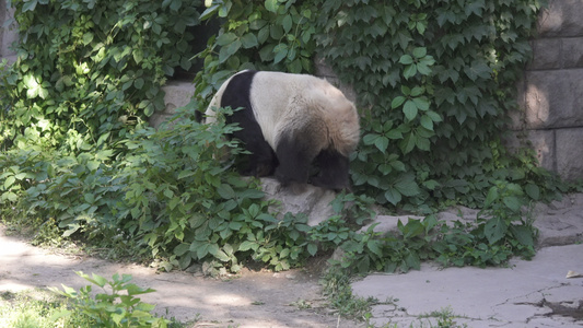 国家一级保护动物熊猫视频