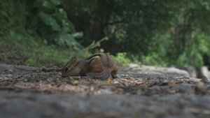 花栗鼠在公园里搜寻和吃种子31秒视频