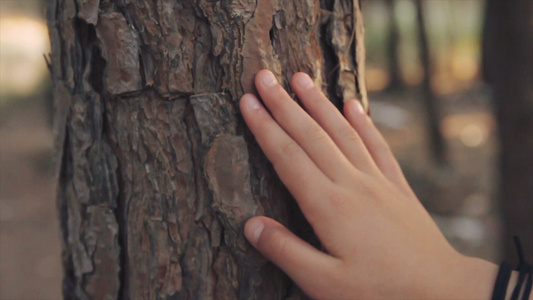 小女孩手上的特写在森林里摸着树干视频