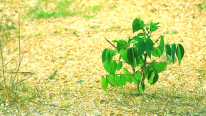 地上绿色小植物和小石头11秒视频