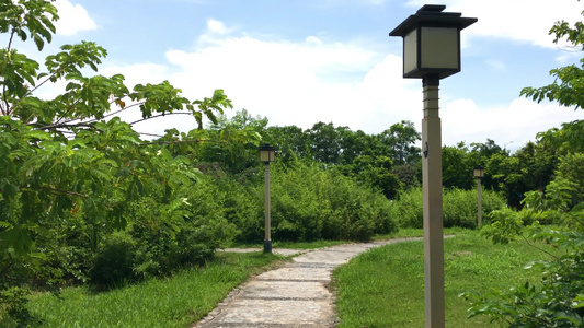 公园里的花草树木和道路视频