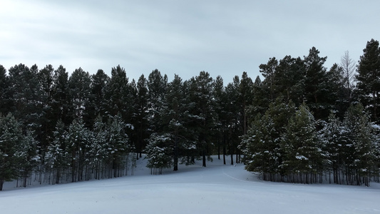 初冬雪后绿色树林雪景视频