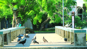 鸽子在花园的桥上吃食物6秒视频