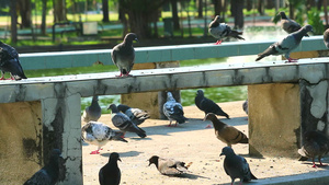 鸽子在公园的桥上吃食物13秒视频
