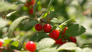 红莓甜樱桃在树枝9秒视频