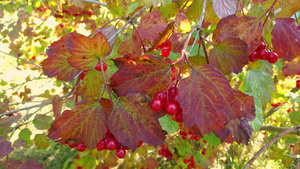 秋天花园里有红色树枝的拉坦树枝15秒视频