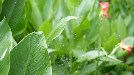 滴水浇灌花朵滴水灌溉滴滴绿色热带树叶和鲜花视频