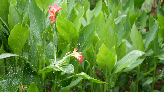 滴水浇灌花朵滴水灌溉滴滴绿色热带树叶和鲜花视频