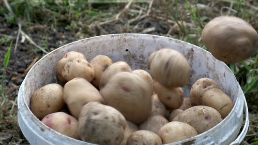 把土豆倒在桶里慢动作视频