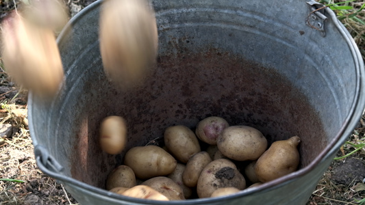 把土豆倒在桶里慢动作视频