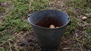 在田里把土豆倒在桶里20秒视频