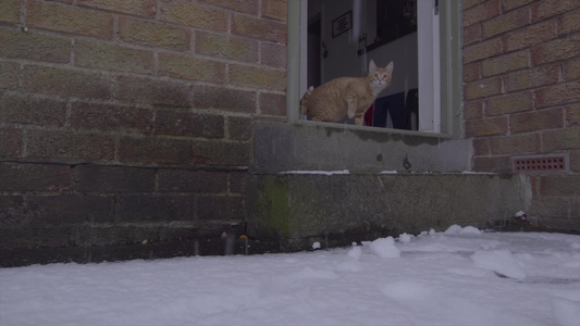 姜唐猫第一次在雪中经历着视频