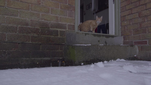 姜唐猫第一次在雪中经历着20秒视频