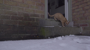 姜唐猫第一次在雪中经历着18秒视频