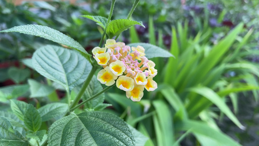 4K实拍自然风景花朵视频