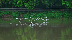 4k城市飞翔的白鹭鸟群迁徙18秒视频
