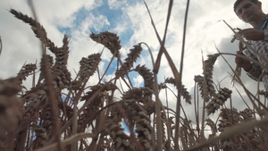 检查小麦的农民16秒视频