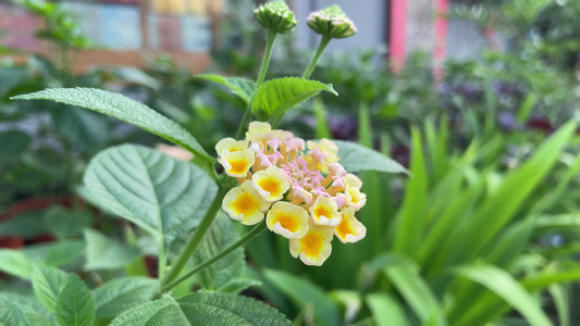 4K实拍自然风景花朵视频