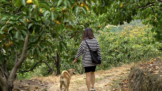 秋天丰收的季节行走在柿子园实拍视频视频