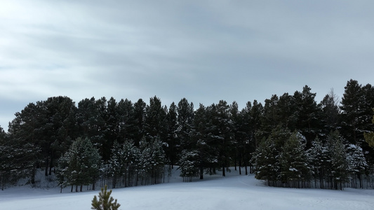 初冬雪后绿色树林雪景视频