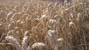 检查小麦的农民12秒视频