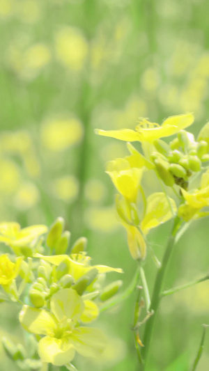 升格小黄花蜜蜂微距视频蜜蜂采蜜35秒视频