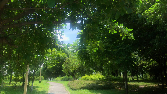 公园里的花草树木和道路视频