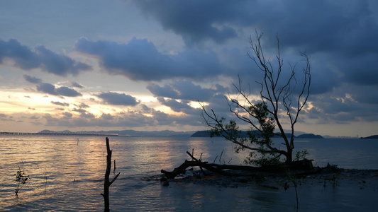 沿海海岸赤红树视频