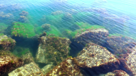 含有绿藻类的海底海底视频