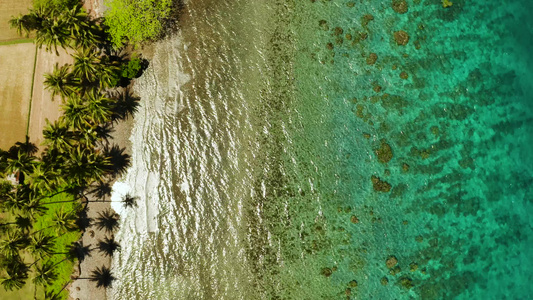 椰子树和松绿的环礁湖视频