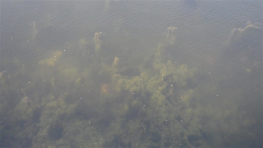 深蓝色海底背景抽象图案纹理和颜色水生生物海洋生活背景视频