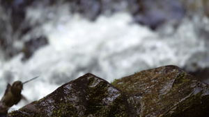 溪流旁边石头上的沙蜂鸟4秒视频