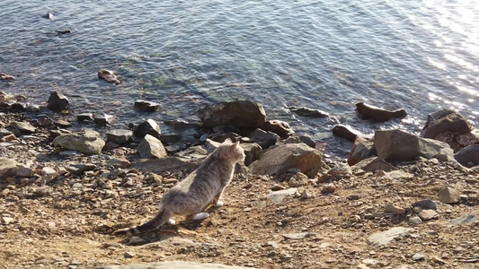 海滩上有一只红猫海景视频