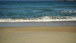 海滩上有大块沙石的鸟儿海景乌西亚8秒视频