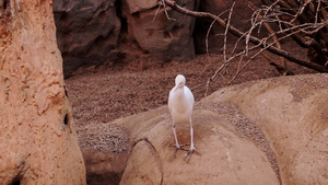 一只小白鸟站在岩石上然后飞走6秒视频