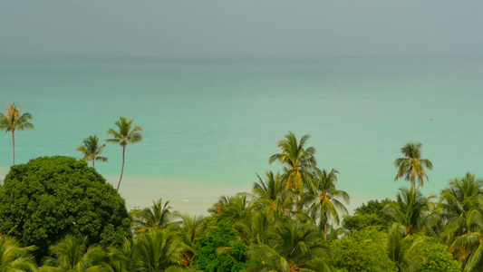 天堂岛屿奇特的海滩热带植物在风中冲雨前视频