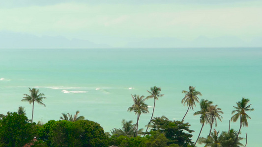 天堂岛屿奇特的海滩热带植物在风中冲雨前视频