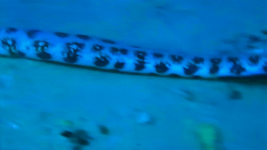 洋底的海蛇视频